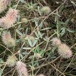 Trifolium arvense Likasa