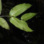 Bonafousia rupicola Leaf