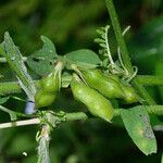 Vicia ervilia ഫലം