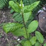 Euonymus occidentalis Hoja