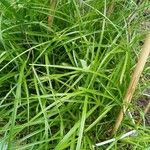 Carex muskingumensis ഇല