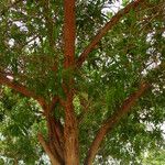 Bontia daphnoides Bark