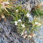 Galium pyrenaicum Flor