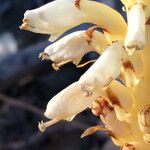 Conopholis alpina 花