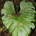 Philodendron melinonii Liść