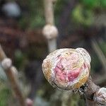 Ribes nigrum Leaf