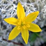 Hypoxis juncea Flower