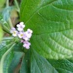 Lantana trifolia Leaf