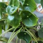 Peperomia polybotrya Blatt