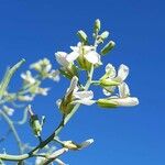 Brassica montana Кветка