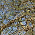 Vachellia nilotica Bark