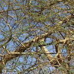 Vachellia nilotica Koor