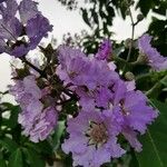 Lagerstroemia speciosaKwiat