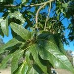 Brachychiton acerifoliusLeaf