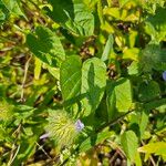 Jacquemontia tamnifolia Blatt