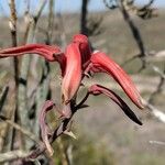 Aloe divaricata Цвят