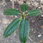 Rhododendron adenogynum Leaf