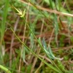 Carex pauciflora Flower