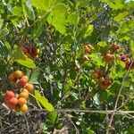 Rhus trilobata Frucht