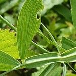 Lathyrus odoratus Folha