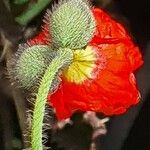 Papaver croceum Flor