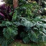 Monstera deliciosa List