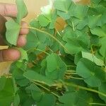 Marsilea quadrifolia Ekosanga