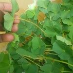 Marsilea quadrifolia Bark