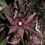 Chaubardiella tigrina Flor