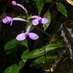 Arnottia mauritiana Λουλούδι
