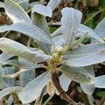 Salix helvetica Φύλλο