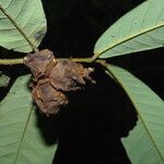 Neostenanthera neurosericea Leaf