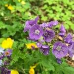 Phacelia bipinnatifida Flor