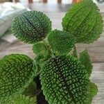 Pilea mollis Leaf