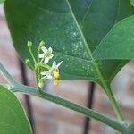 Solanum americanum Fiore