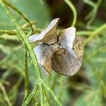 Tetraclinis articulata Fruitua