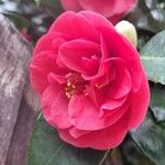Camellia oleifera Bloem