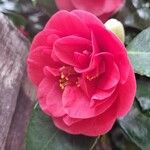 Camellia sasanqua Flor