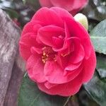 Camellia oleifera പുഷ്പം