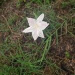 Zephyranthes brazosensisBlüte