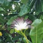 Barringtonia asiatica Çiçek