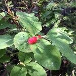 Lonicera canadensis Fruit