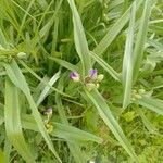 Tradescantia virginiana Flower