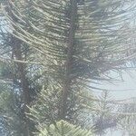 Araucaria heterophyllaLeaf