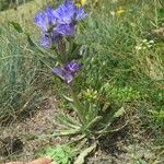 Campanula spicata Hábito