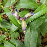 Iris gramineaFlower