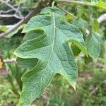 Montanoa bipinnatifida Leaf