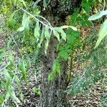 Pyrus salicifolia Bark