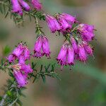 Erica australis Maua