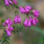 Erica australis Flower